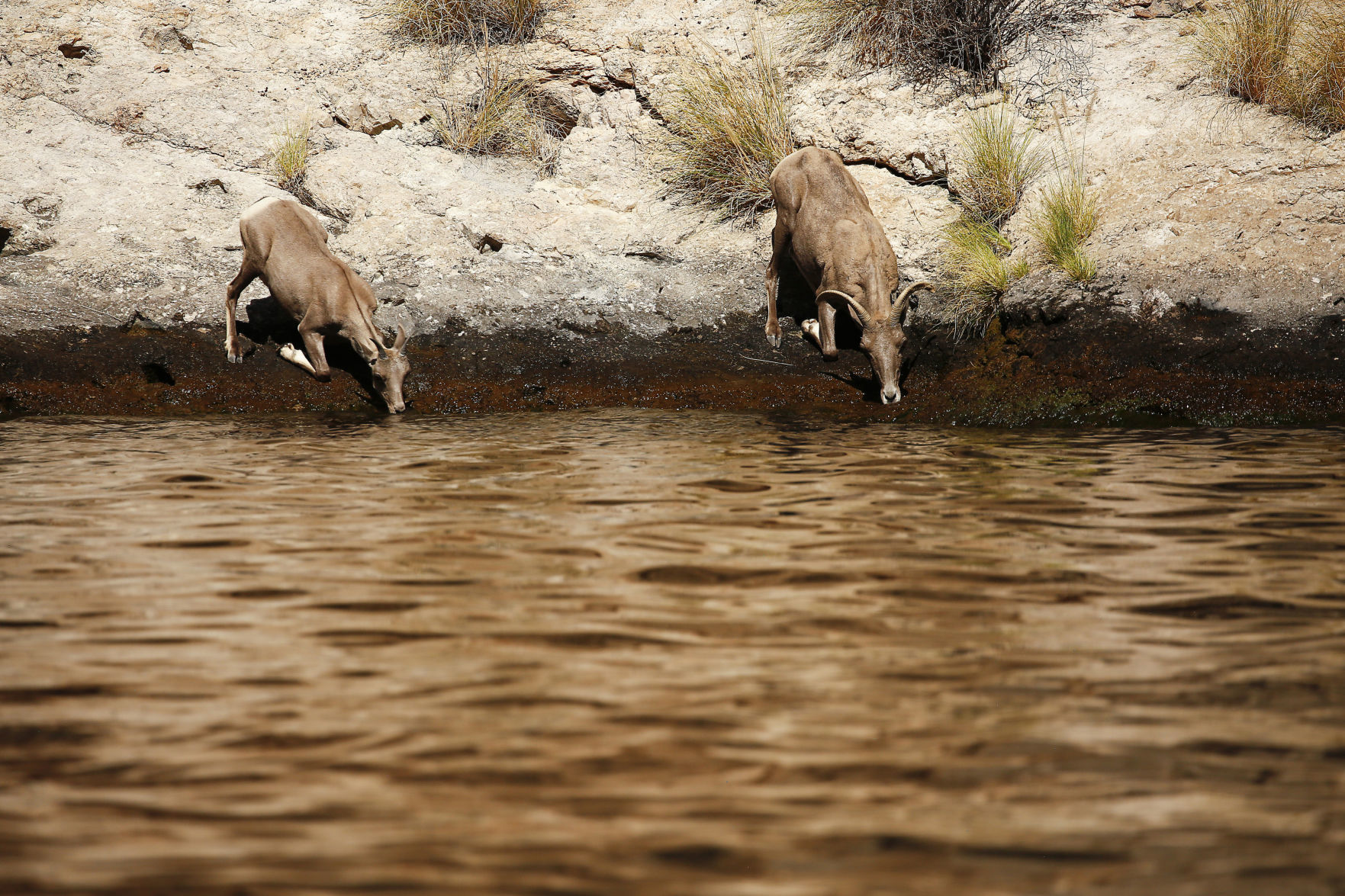 BIGHORN-WILDLIFE-ARIZONA